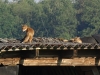 Rotfuchs (1)