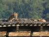 Rotfuchs (2)