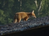 Rotfuchs (4)