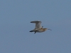 Regenbrachvogel (1)