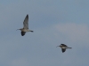 Regenbrachvogel (2)