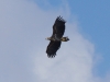 Seeadler