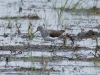 Waldwasserläufer