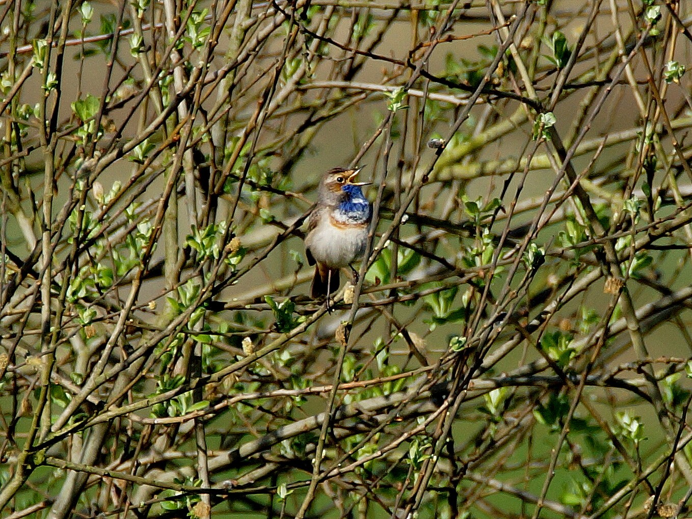 Blaukehlchen (1)
