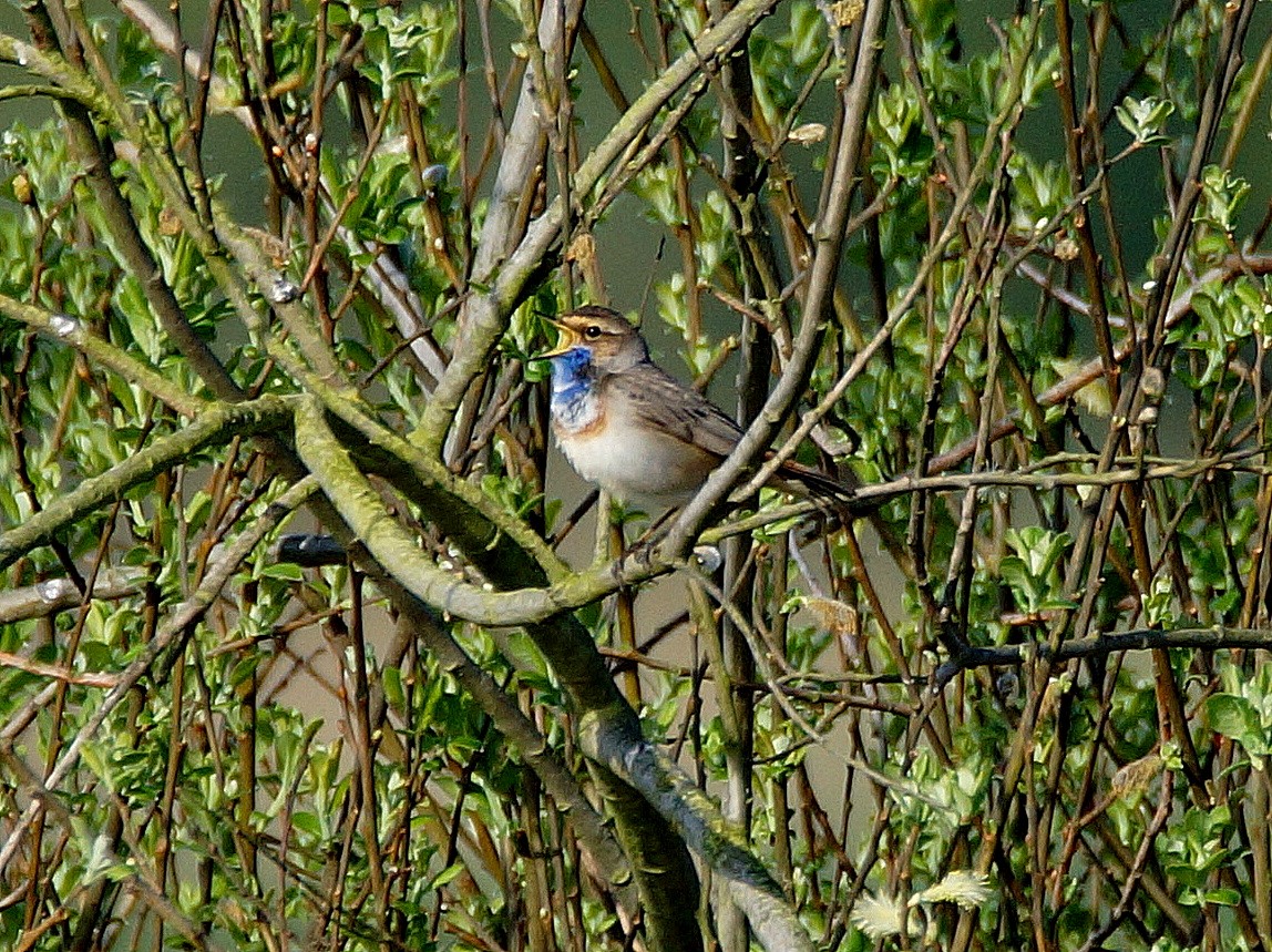 Blaukehlchen (2)