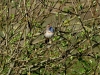 Blaukehlchen (1)