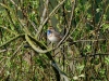 Blaukehlchen (2)