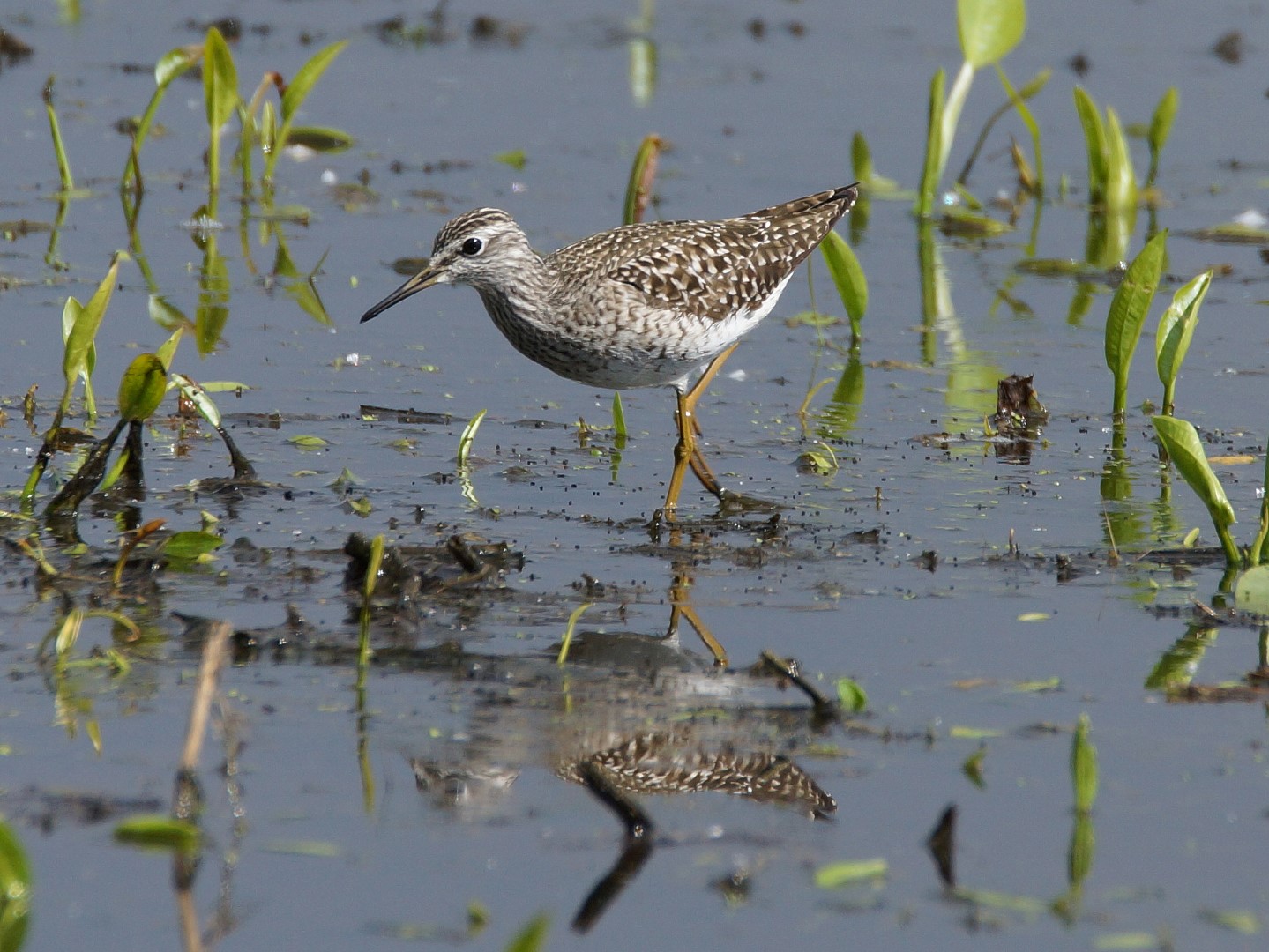 Bruchwasserläufer