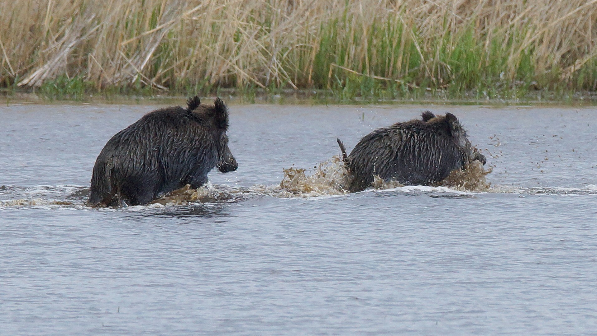 Wildschwein (10)