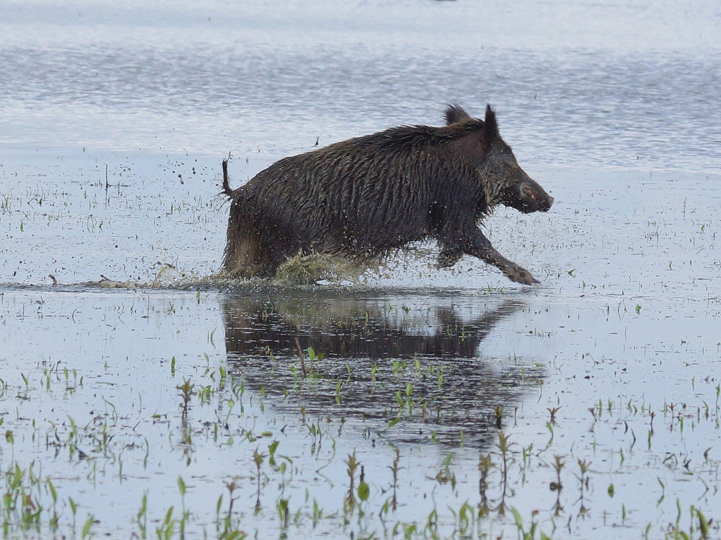 Wildschwein (3)