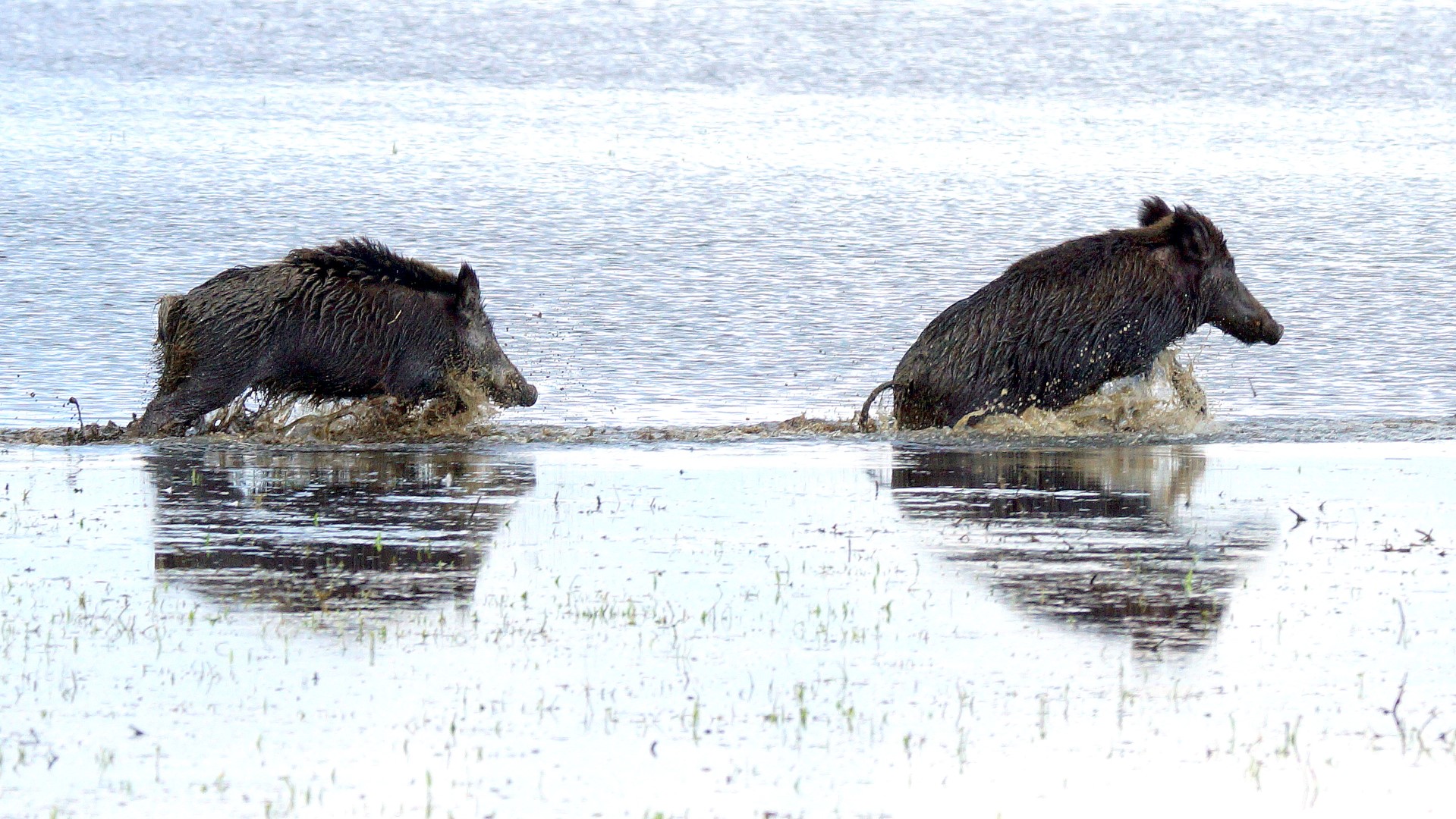 Wildschwein (4)