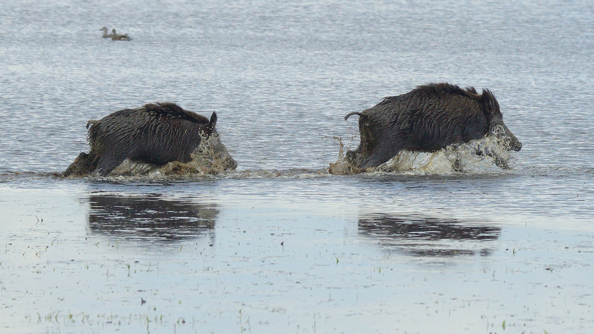 Wildschwein (5)