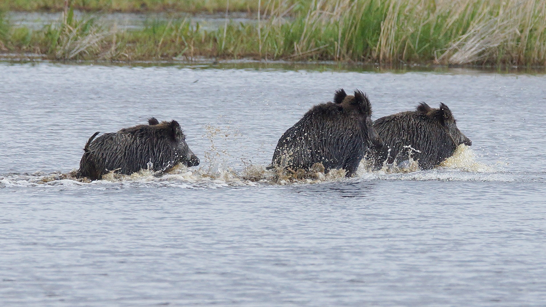 Wildschwein (6)