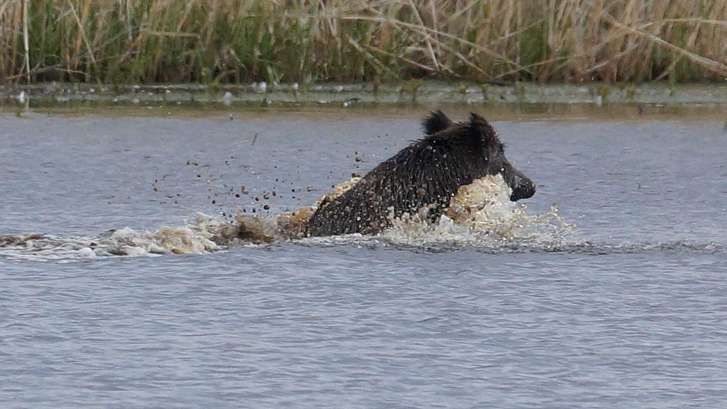 Wildschwein (7)