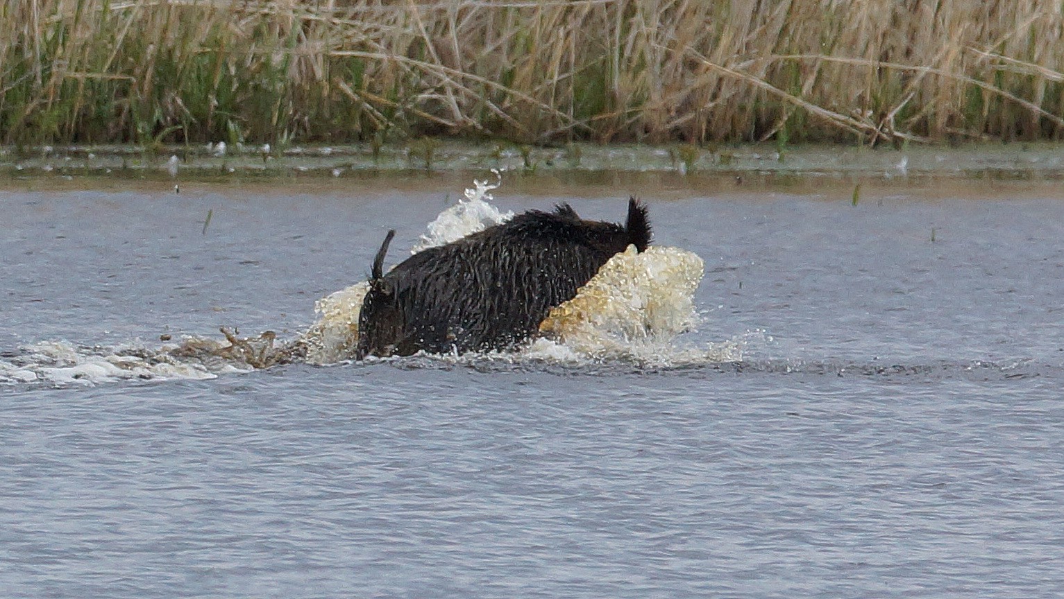 Wildschwein (8)