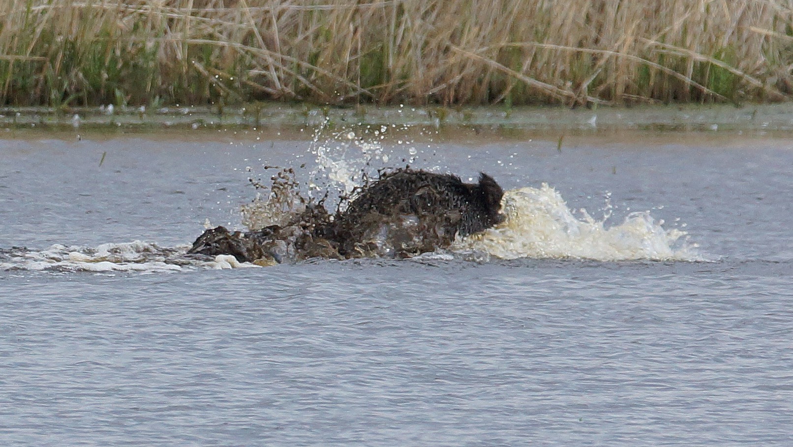 Wildschwein (9)