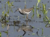 Bruchwasserläufer