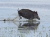 Wildschwein (1)