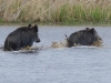 Wildschwein (10)