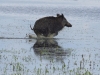 Wildschwein (2)