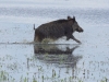Wildschwein (3)