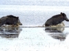Wildschwein (4)