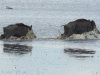Wildschwein (5)