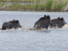 Wildschwein (6)
