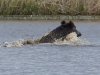 Wildschwein (7)