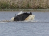 Wildschwein (8)