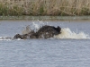 Wildschwein (9)
