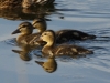 Stockente (1)