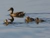 Stockente (2)
