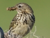 Wiesenpieper