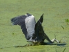 Graureiher (4)