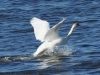 Schwan (1)