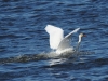 Schwan (2)