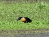 Australische Kasarka (1)