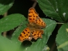 C-Falter