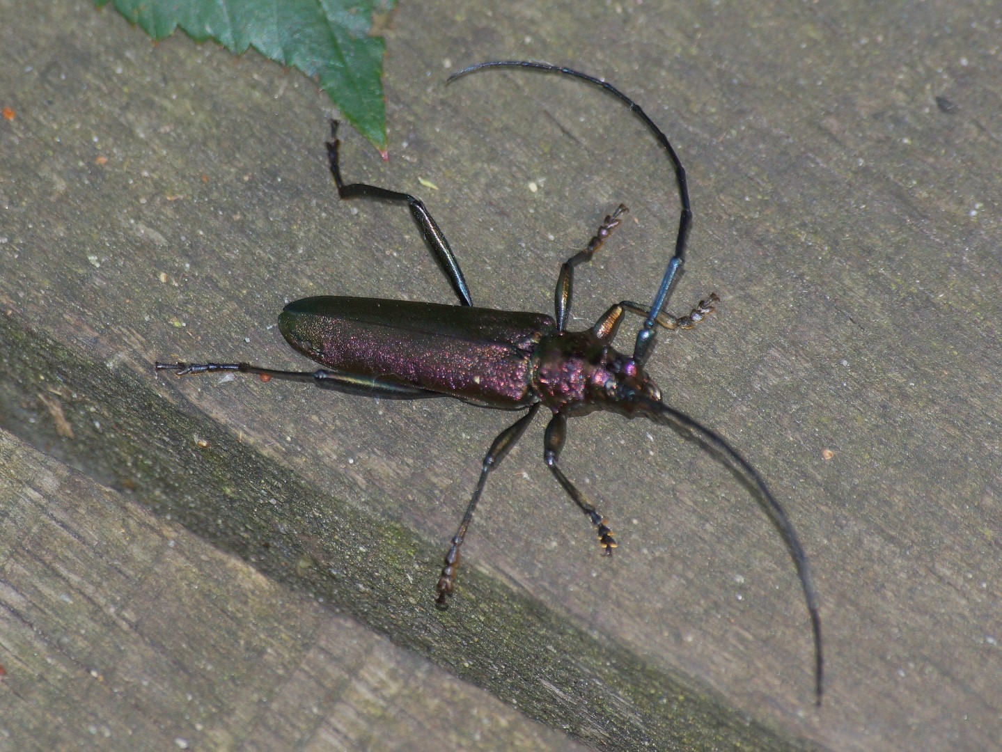 Bockkäfer (1)