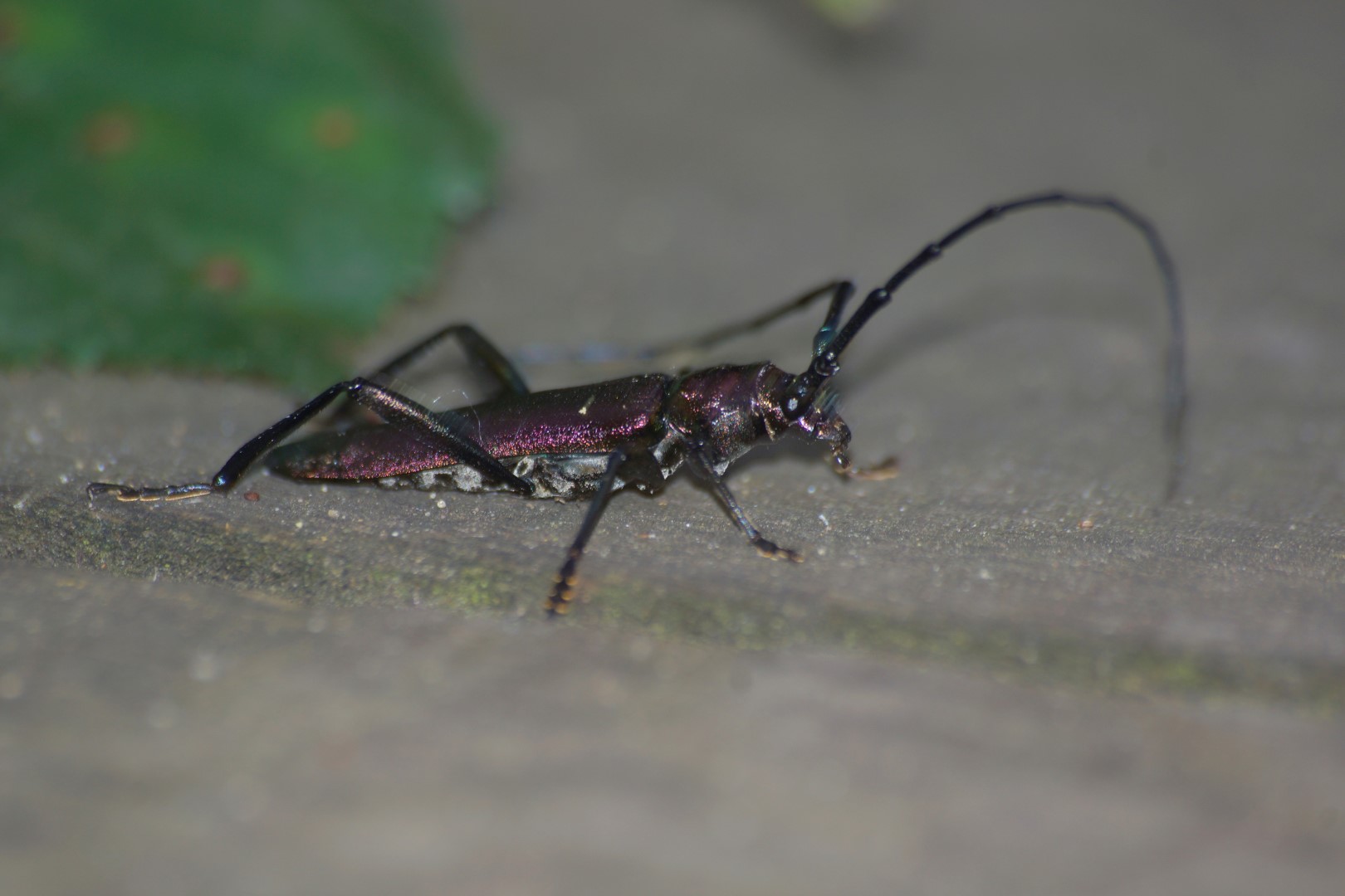 Bockkäfer (2)