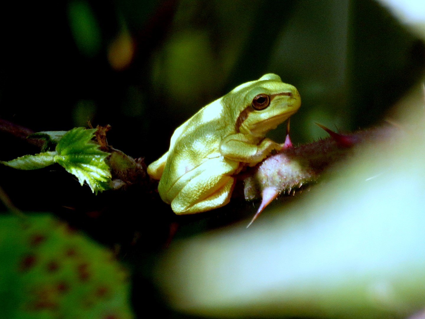 Laubfrosch (2)