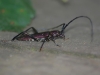 Bockkäfer (2)