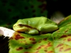 Laubfrosch (1)