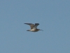 Regenbrachvogel