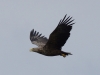 Seeadler (1)