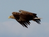 Seeadler (2)