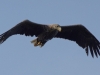 Seeadler (3)