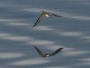 Flußuferläufer