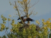 Seeadler (1)